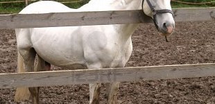 Inaugurato il nuovo recinto per il paddock