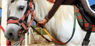 I° FESTA DELLE ATTIVITA' EQUESTRI
