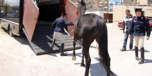 Cavalli sottoposti a sequestro
